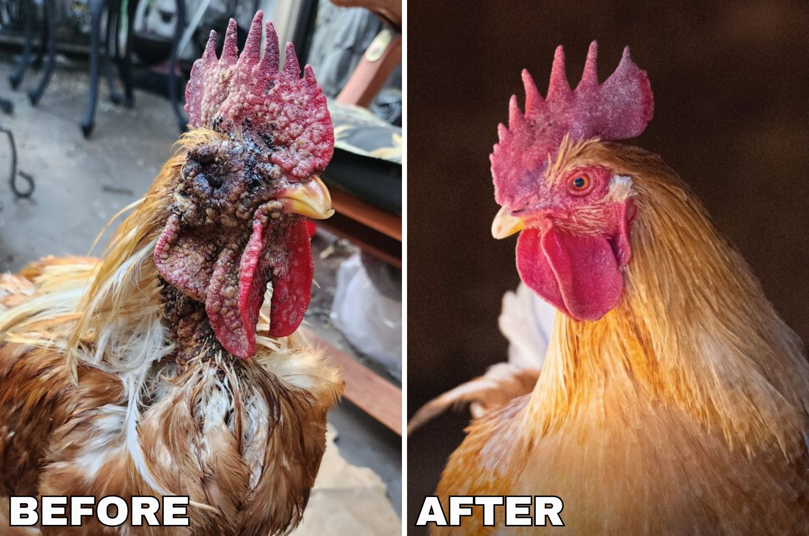 a rooster before and after