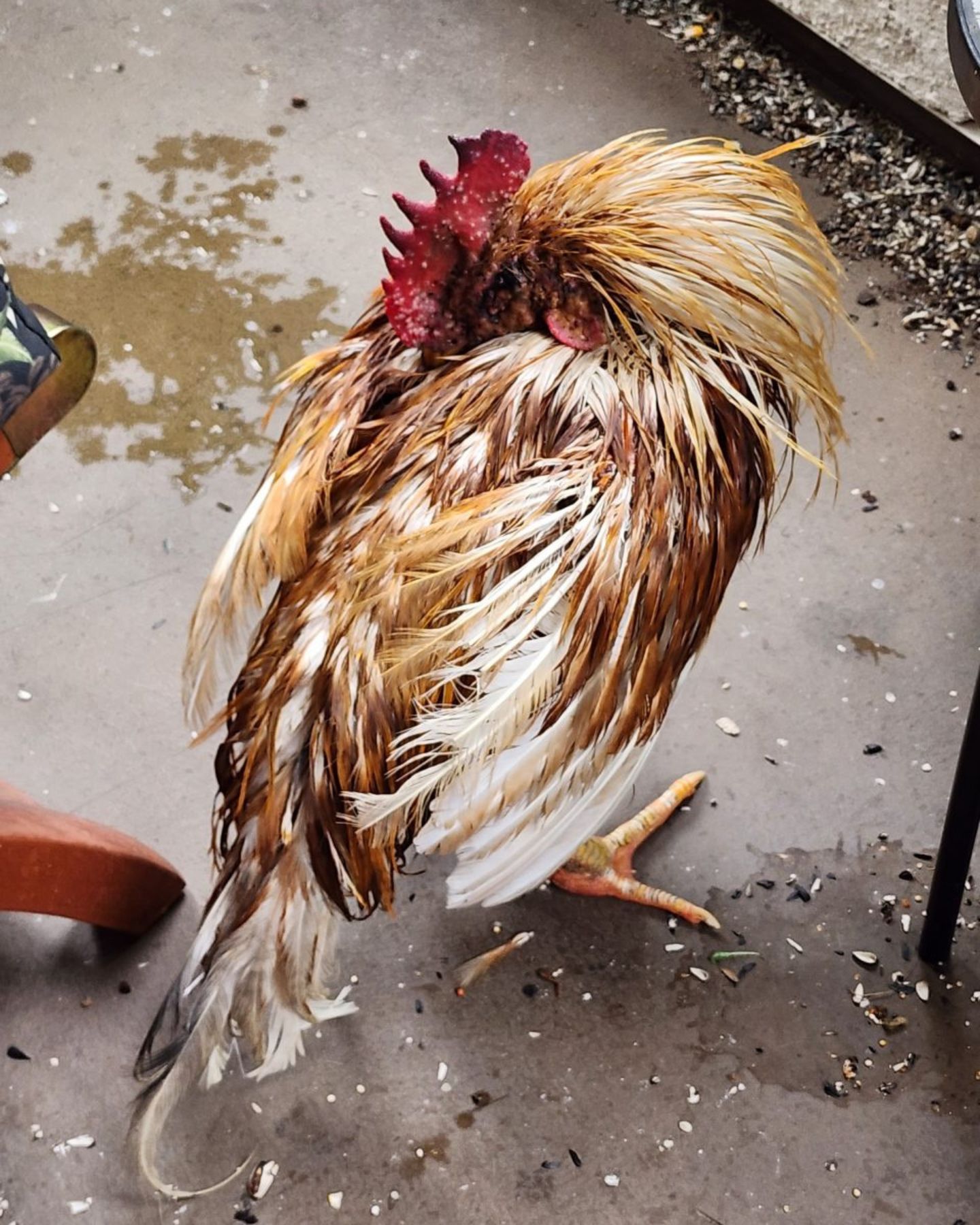 a rooster outdoor