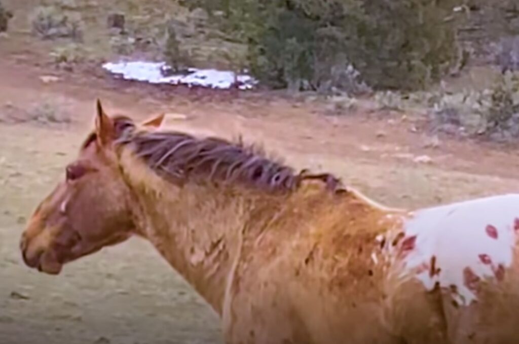 a sad horse stands in the field