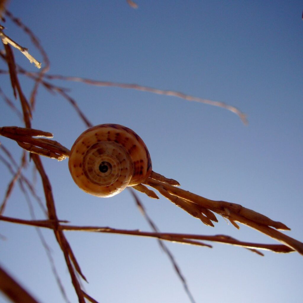 a snail gathered in a little house on a branch