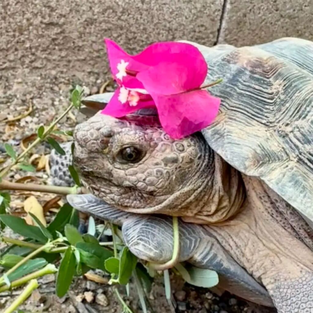 a turte with a flower on its head