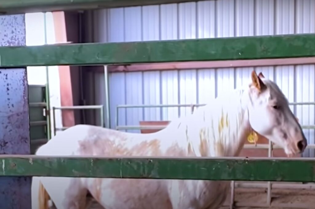 a white horse is standing in a stable