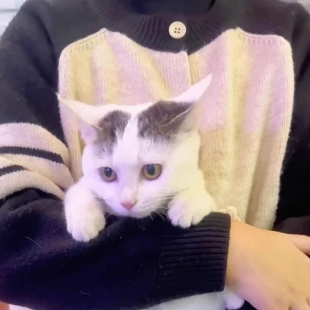 a white kitten in the arms of a man