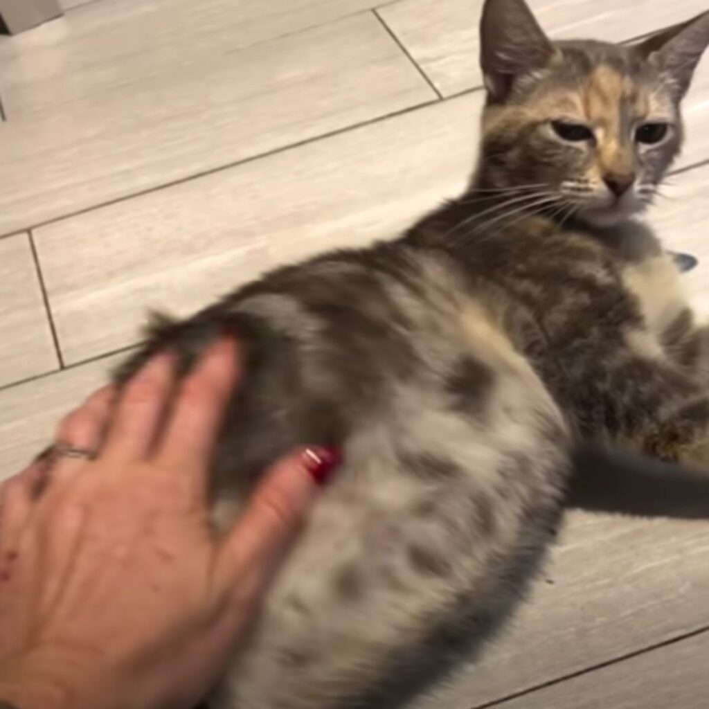 a woman caresses a cat lying on the tiles