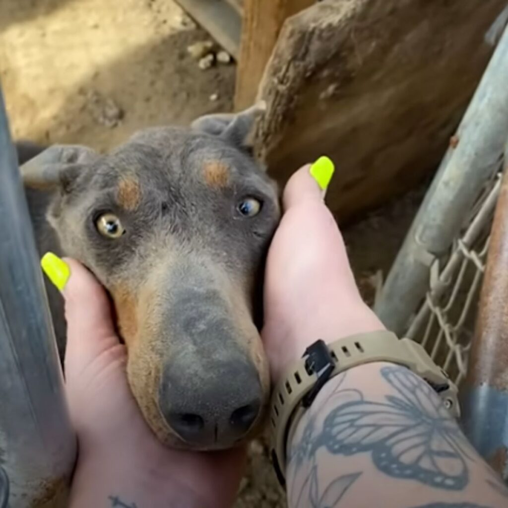 a woman caresses a dog in a cage