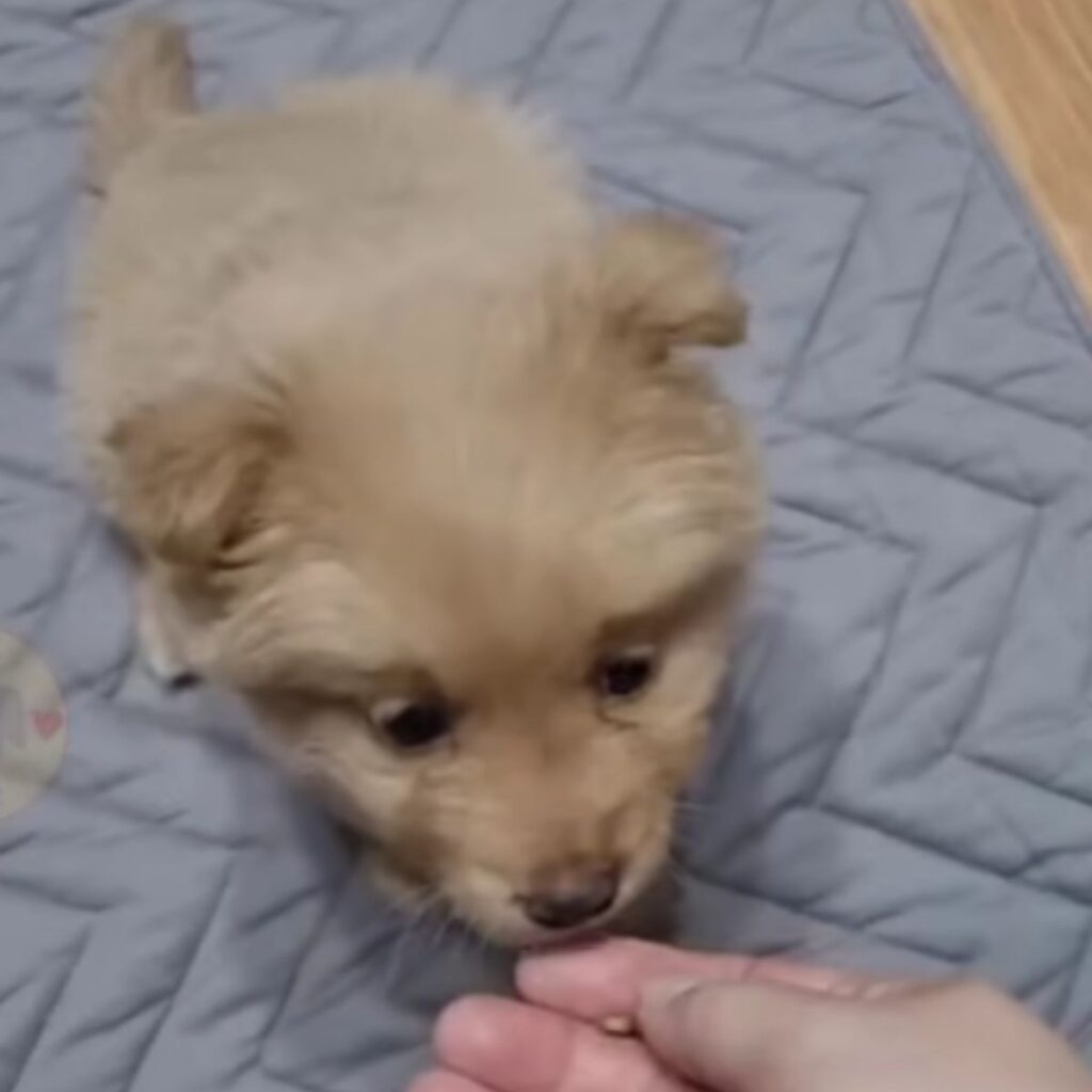 a woman feeds a puppy from her hand