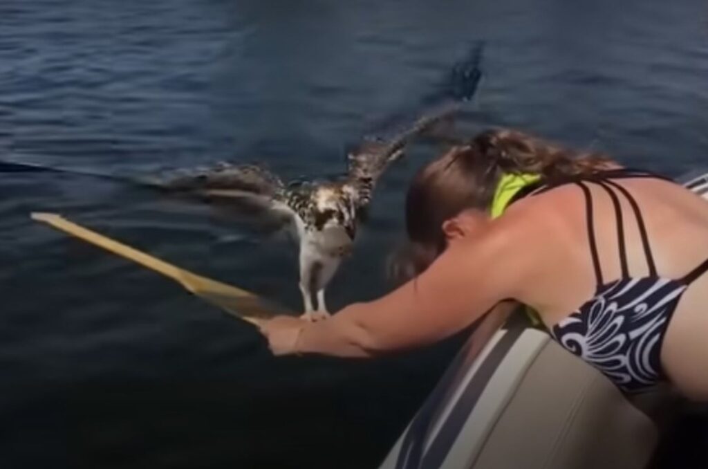 a woman saves a bird from a boat