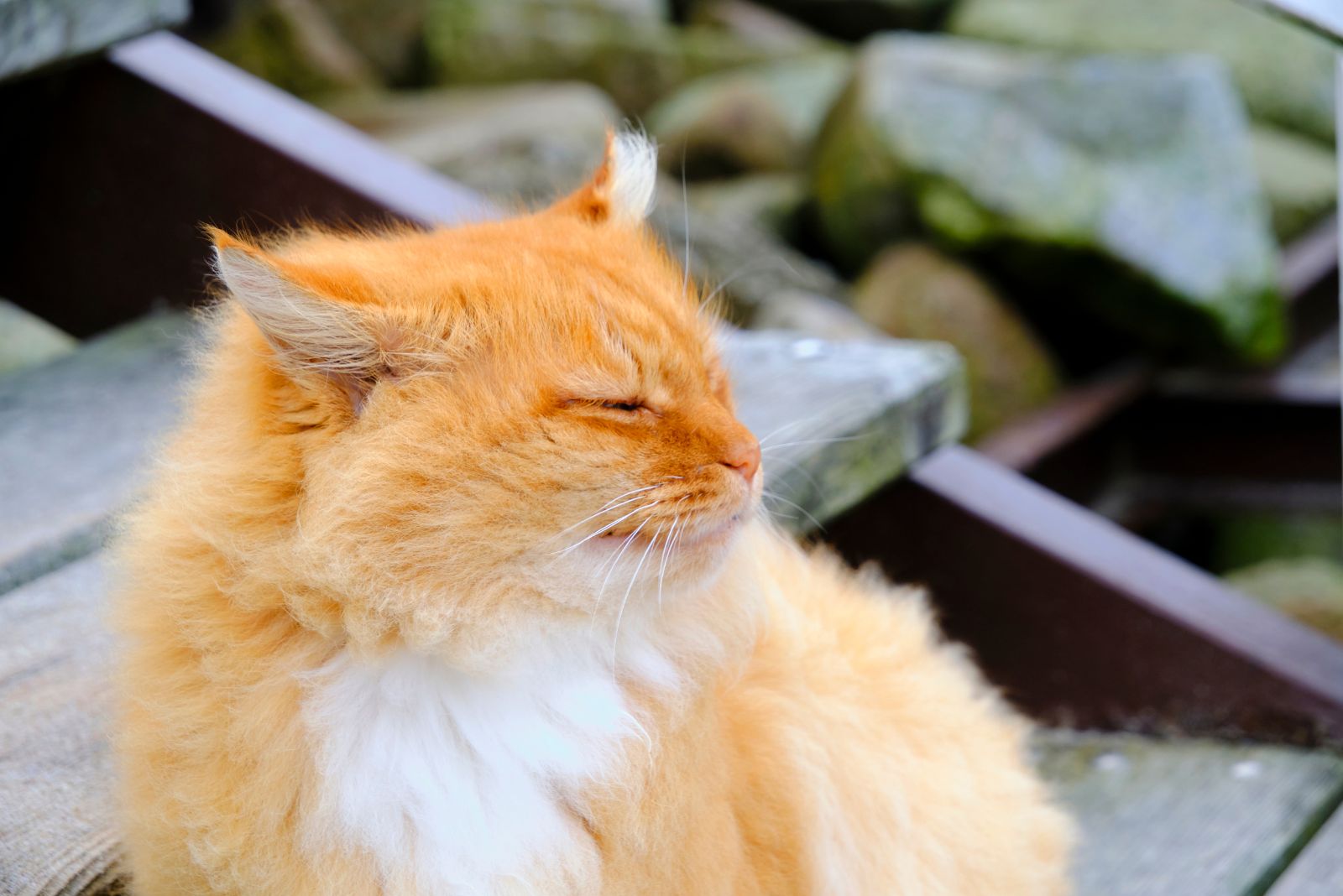 adorable ginger cat