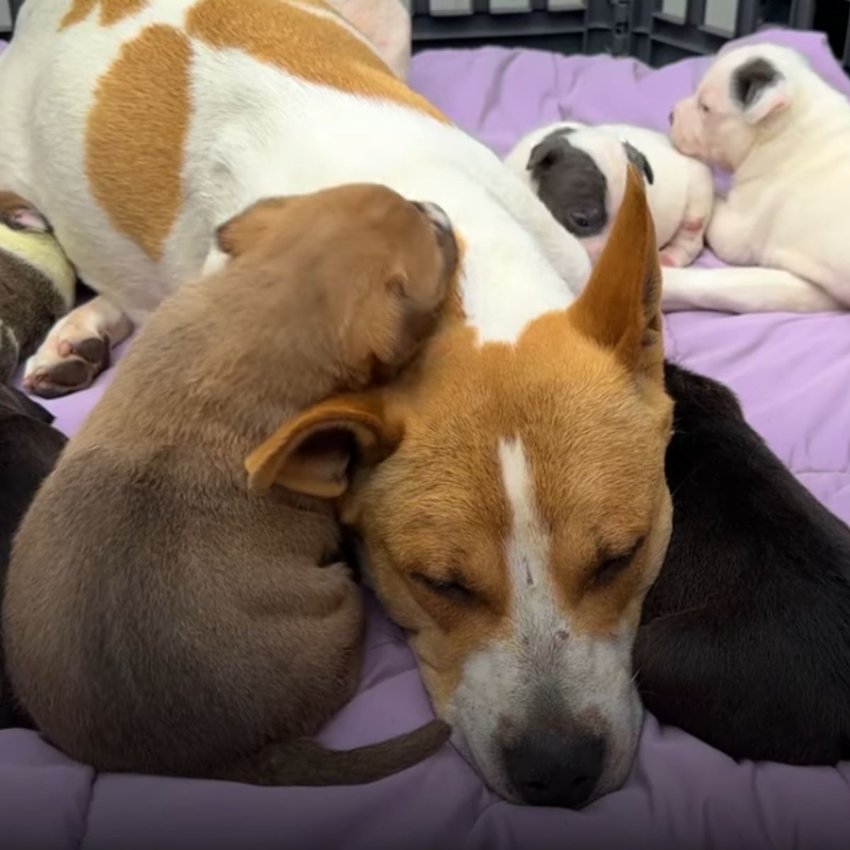 adorable puppies lying on the dog