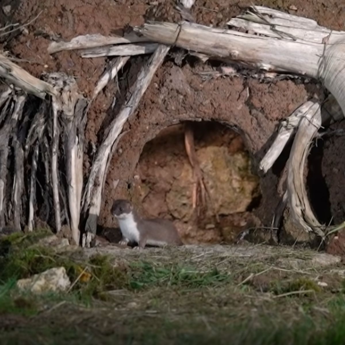 adorable stoat