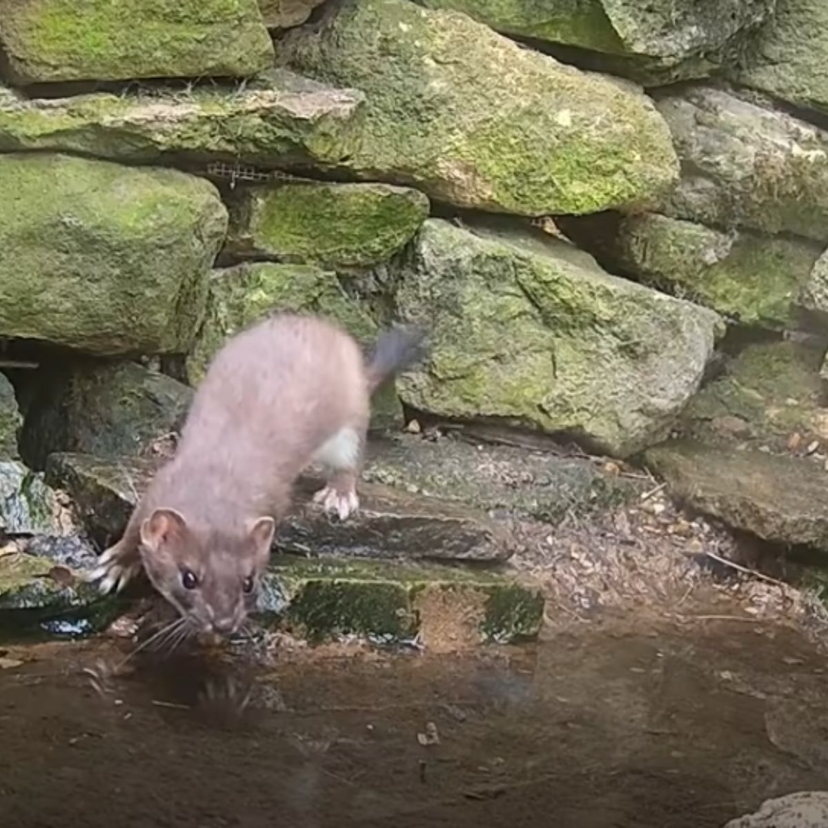 adult stoat