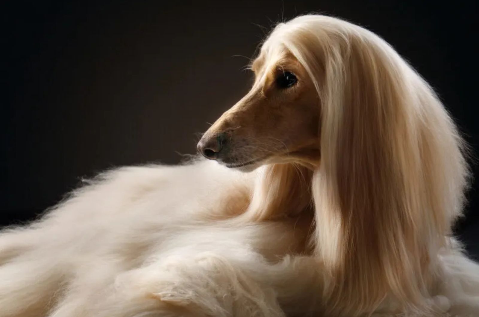 afghan hound dog