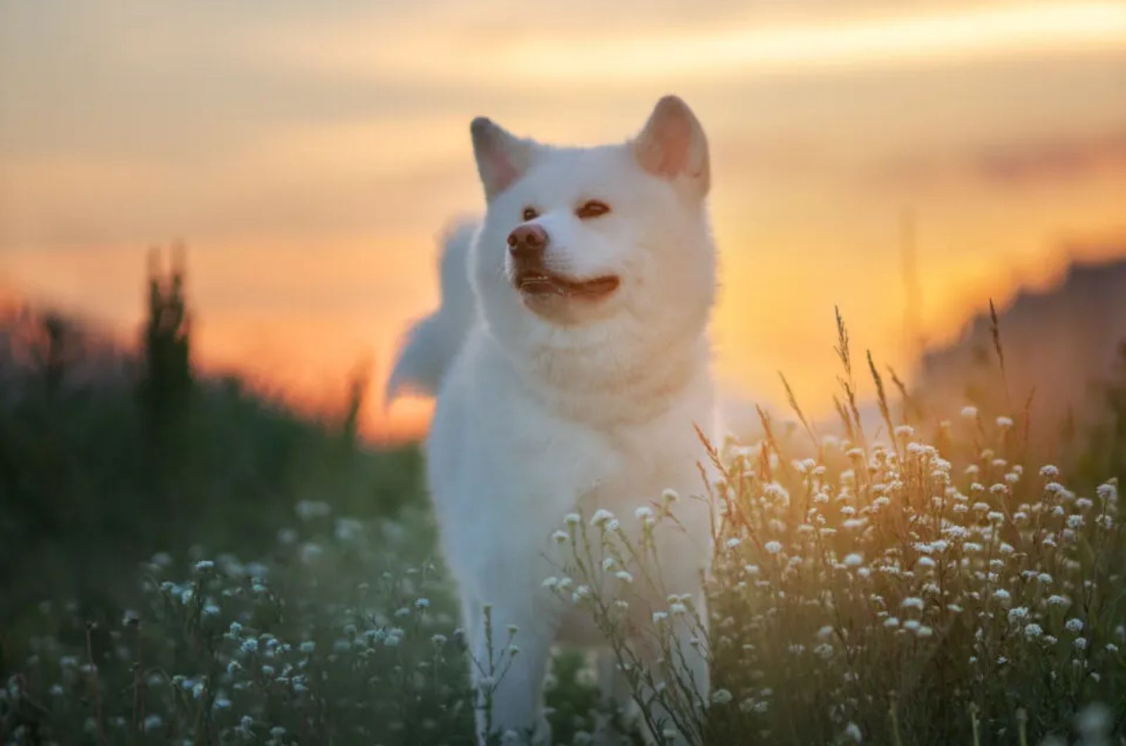 akita dog in flowers