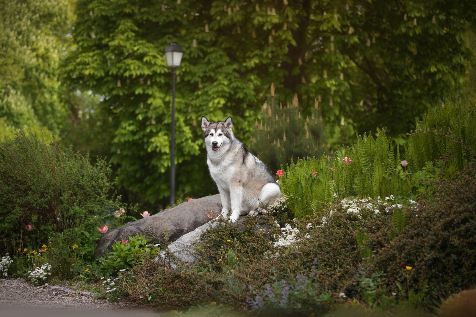 alaskan malamute