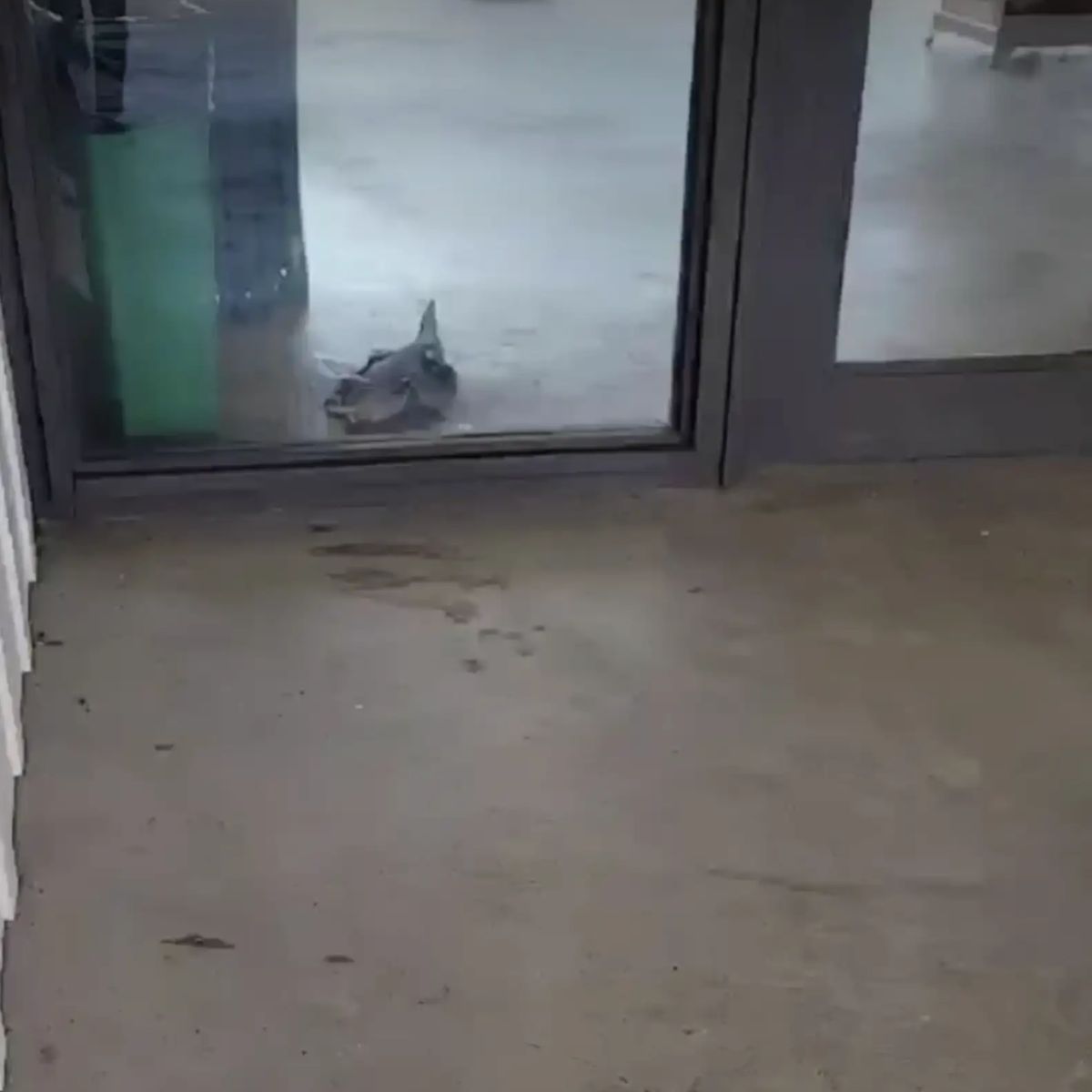 an aligator behind the door