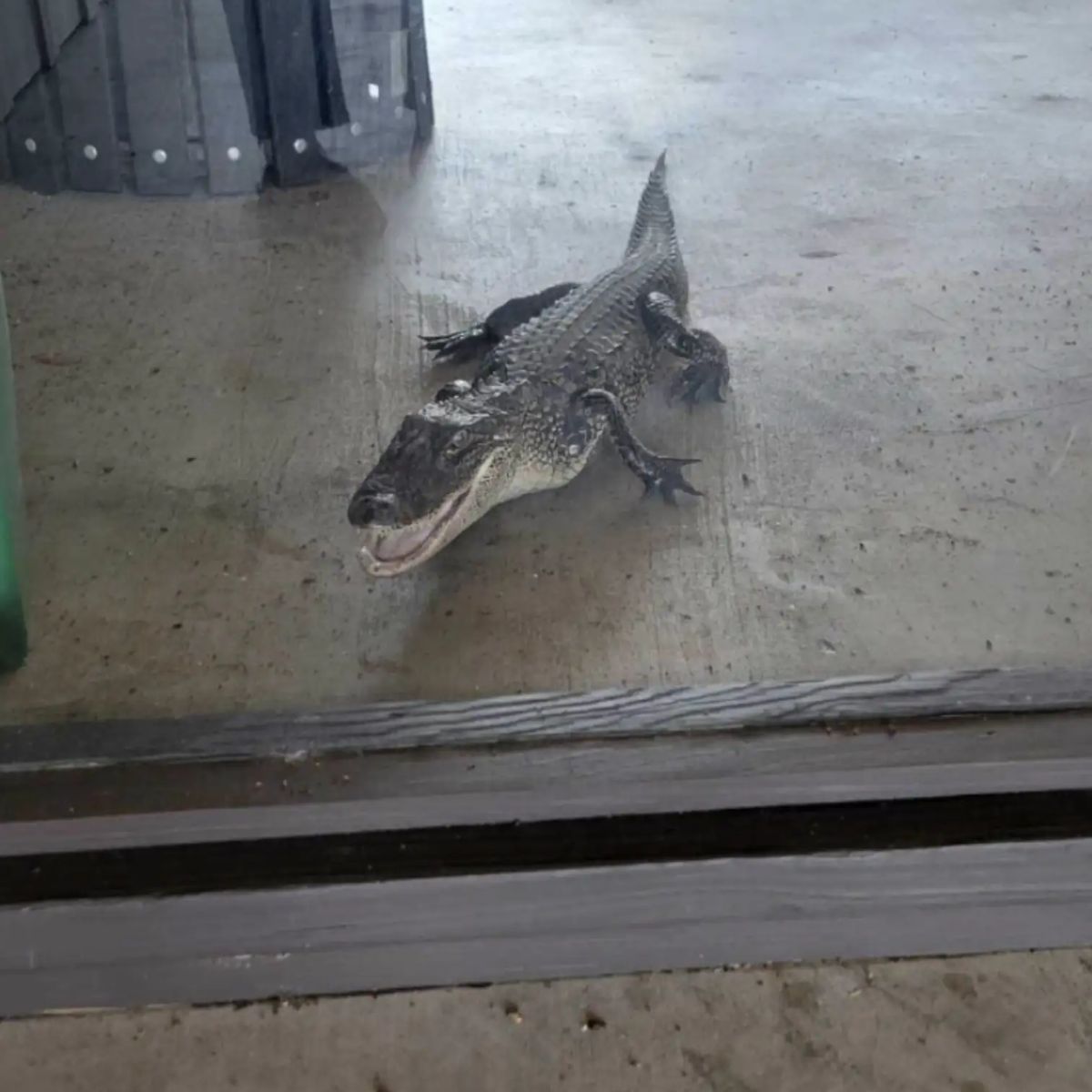 an aligator on the floor