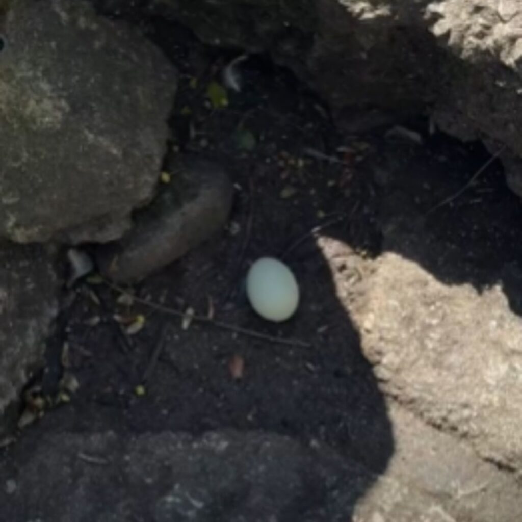 an egg on the ground