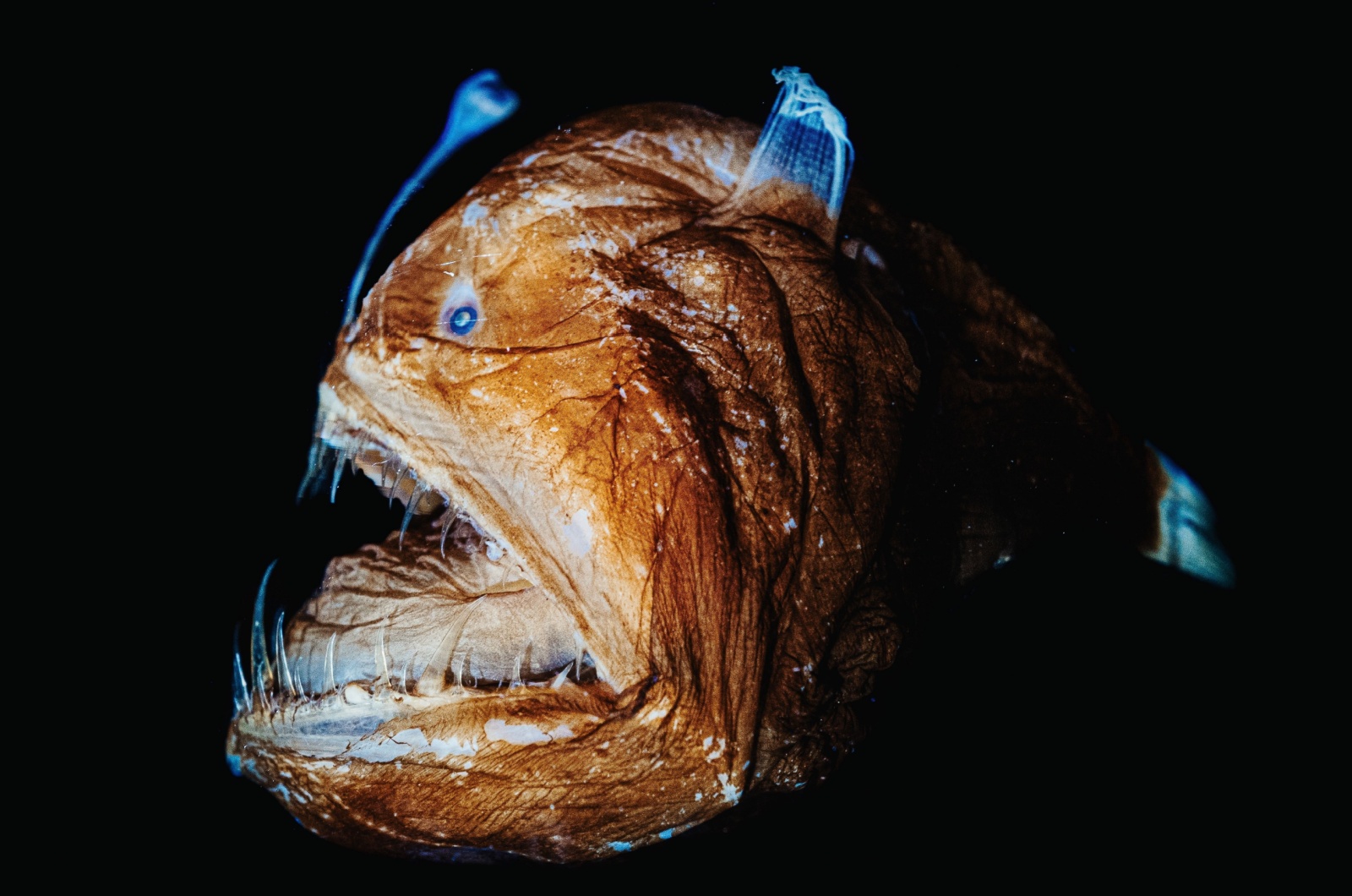 anglerfish