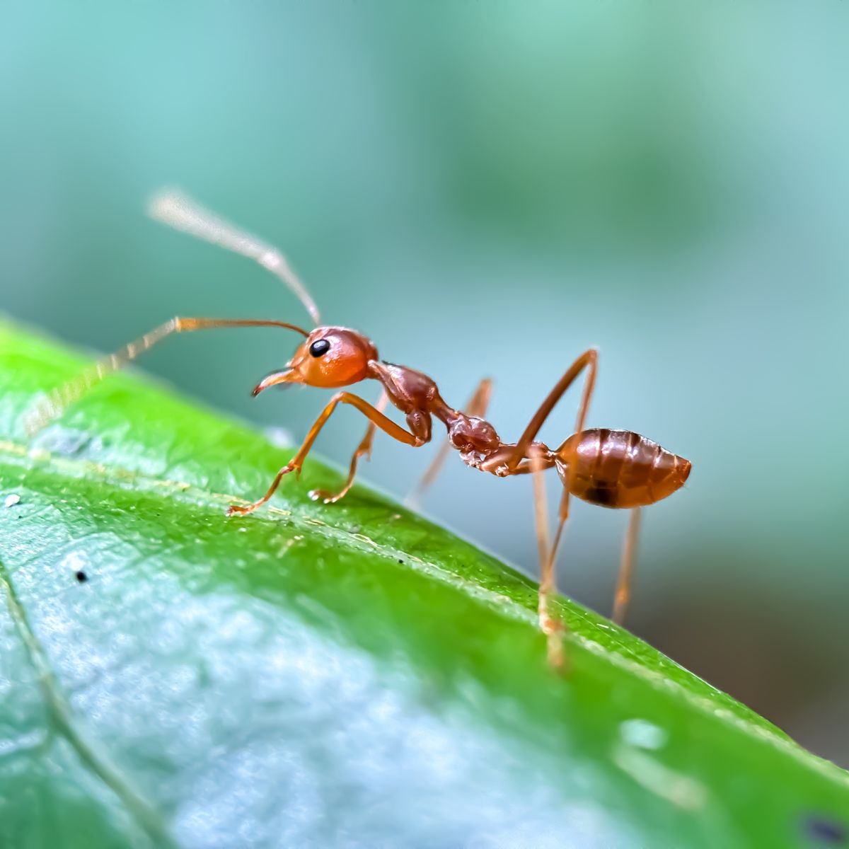 ant on a leaf