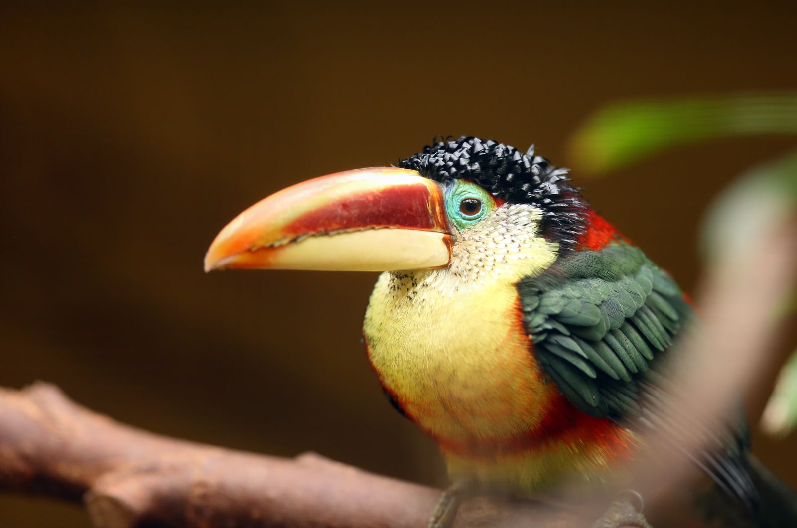 aracari toucan perching on a tree