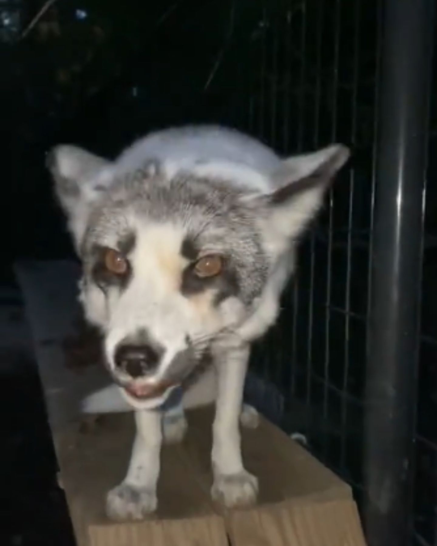 arctic fox