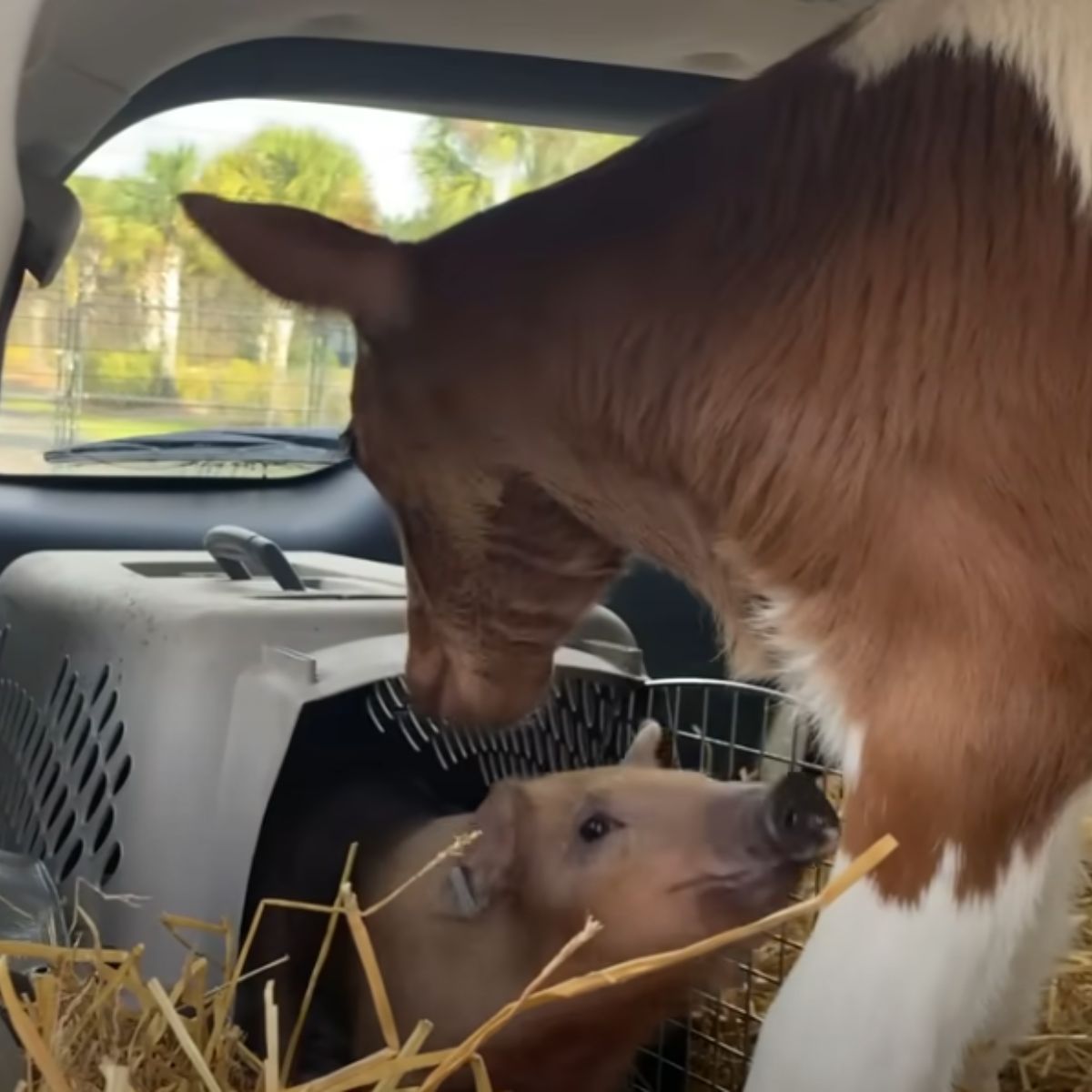 baby cow and piglet