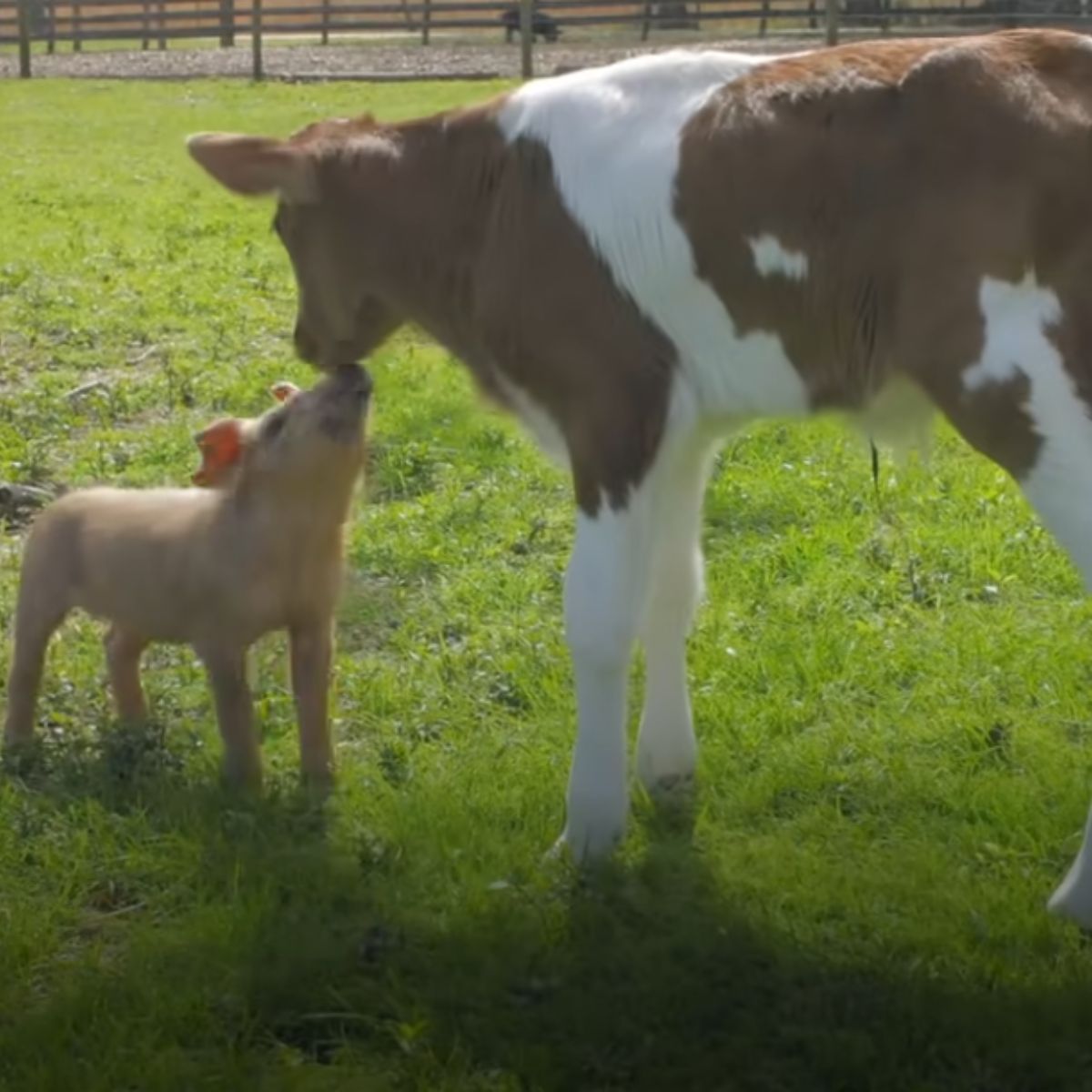 baby cow kissing a piglet