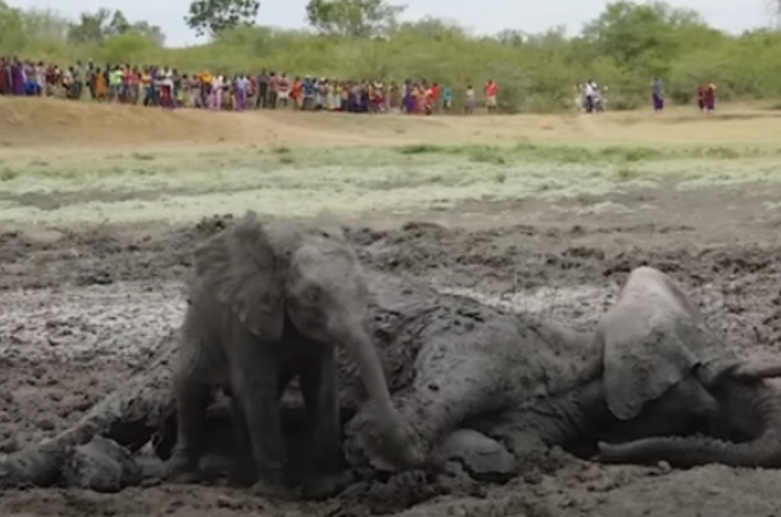 baby elephant and mom elephant in mud