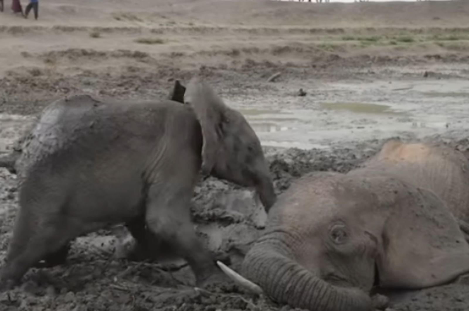 baby elephant next to his mom