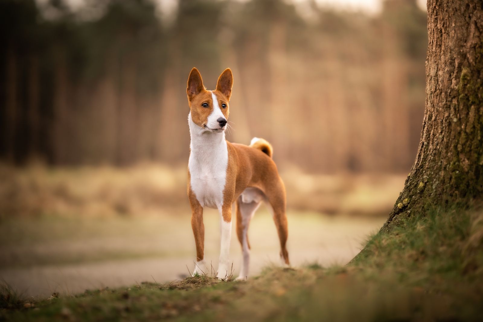 basenji