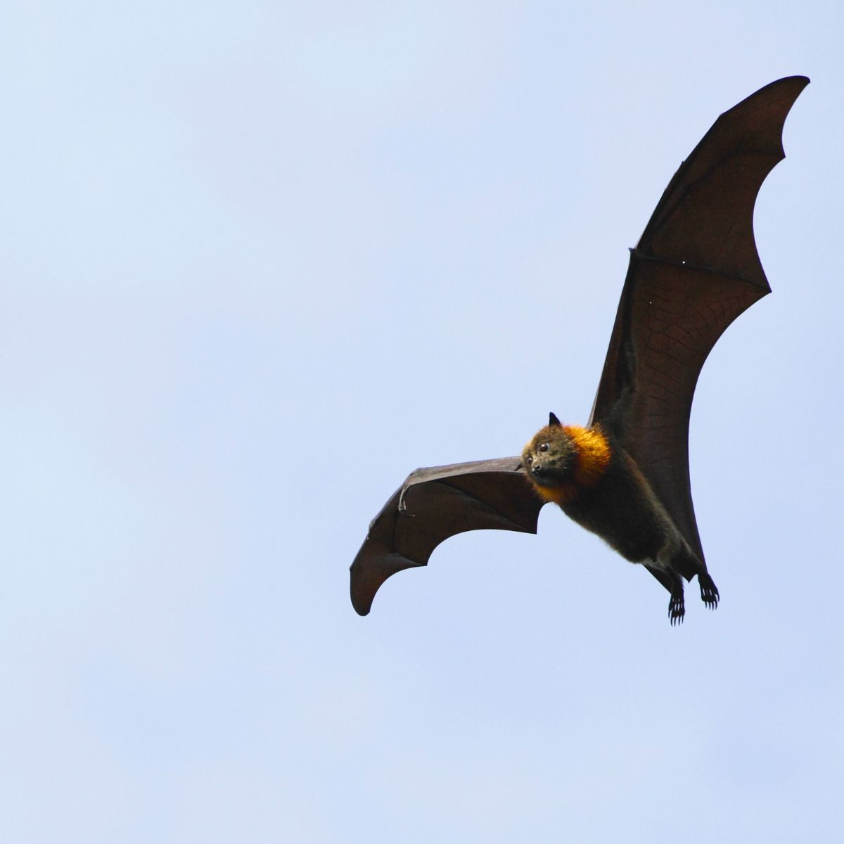 bat flying