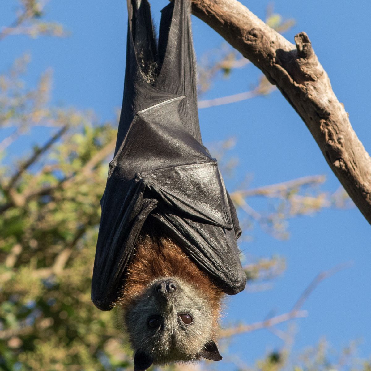 bat hanging off a tree