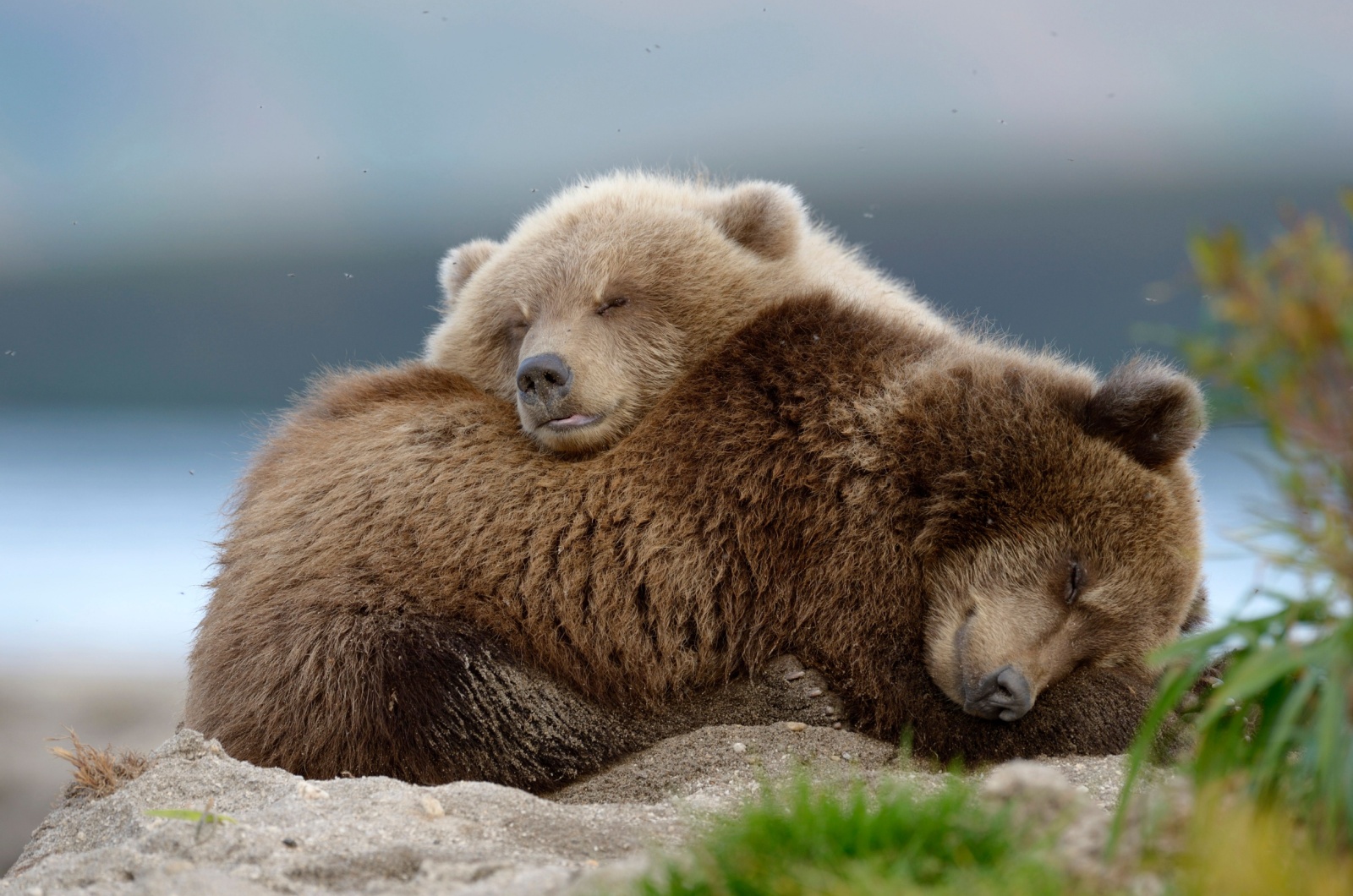 bear cubs