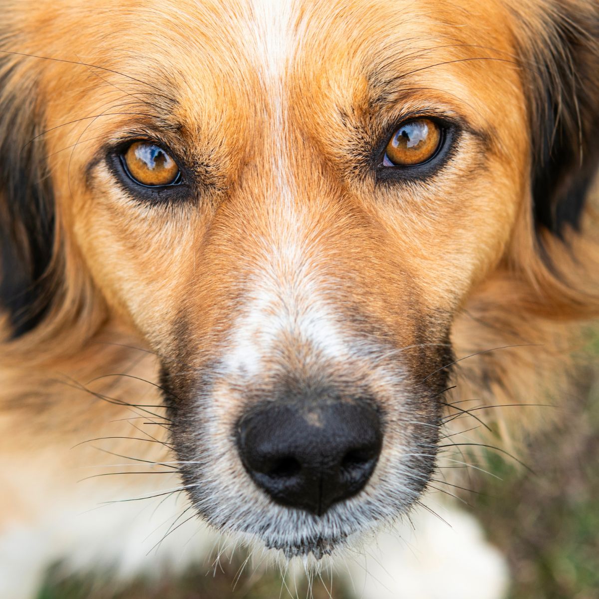 beautiful dog posing