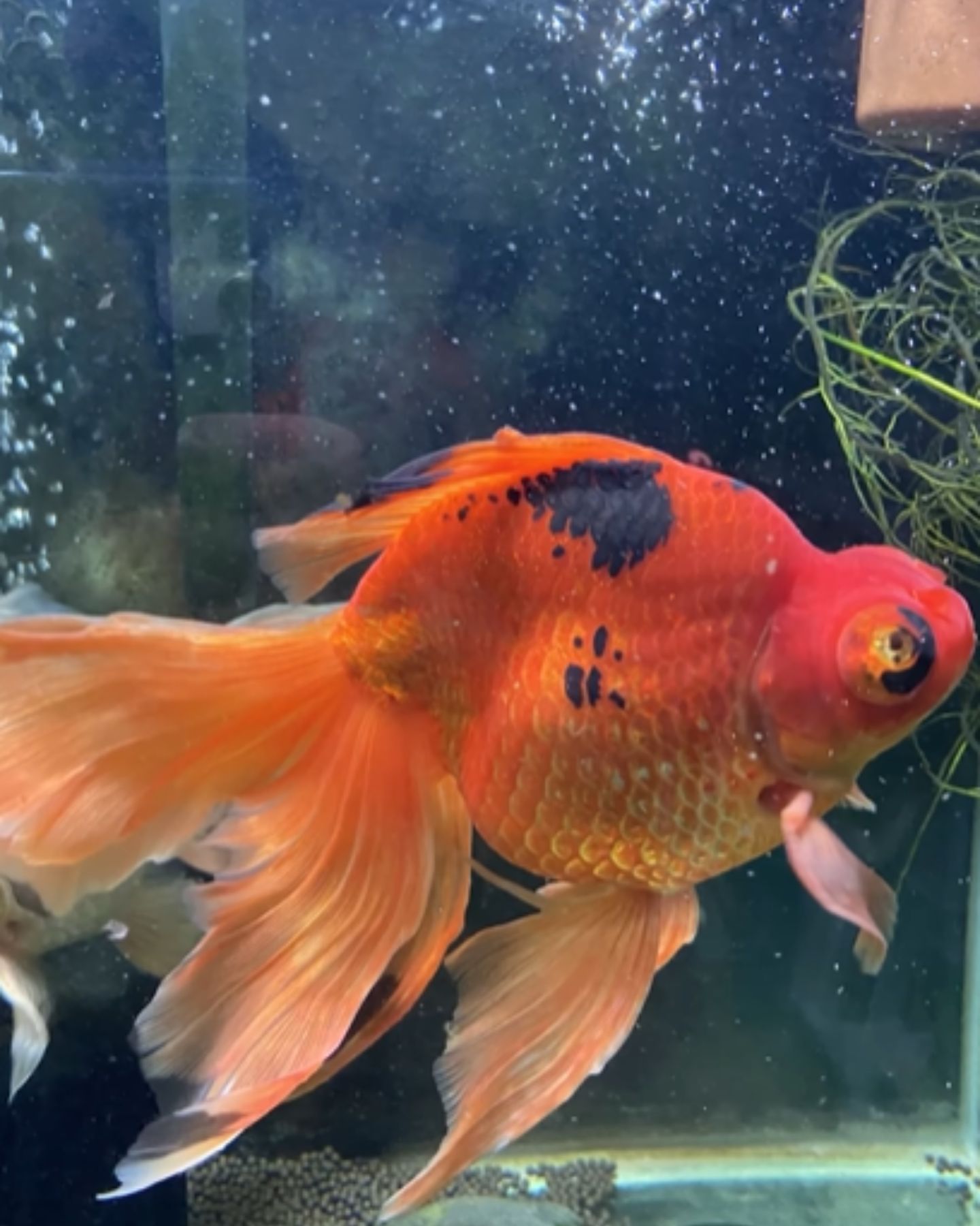 beautiful goldfish