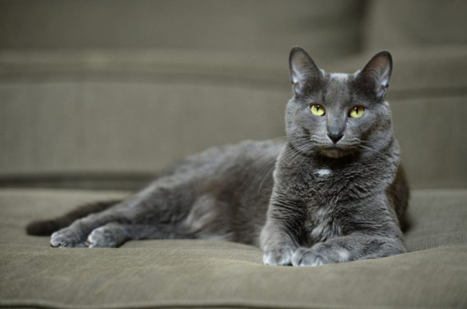 beautiful gray cat