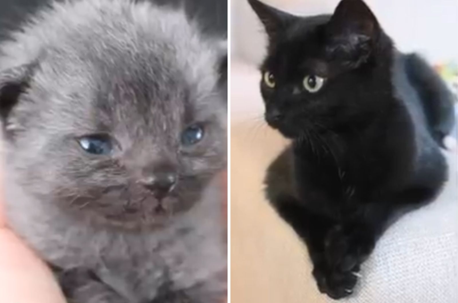 beautiful gray kitten