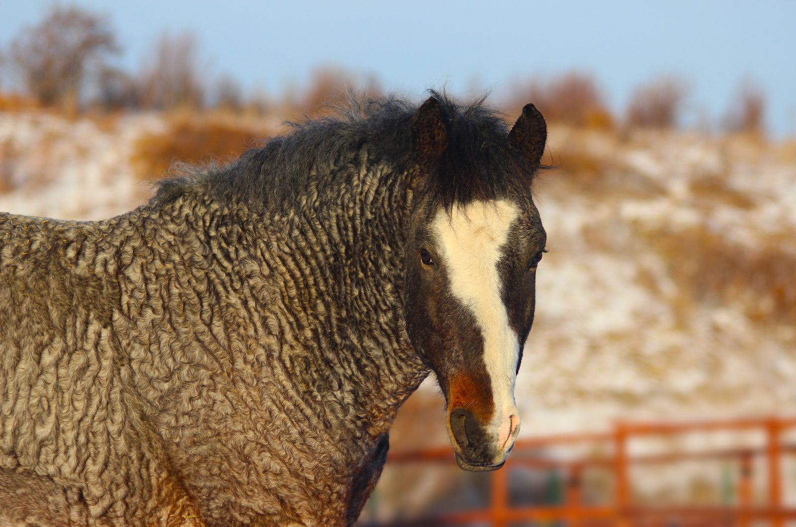 beautiful horse outdoor