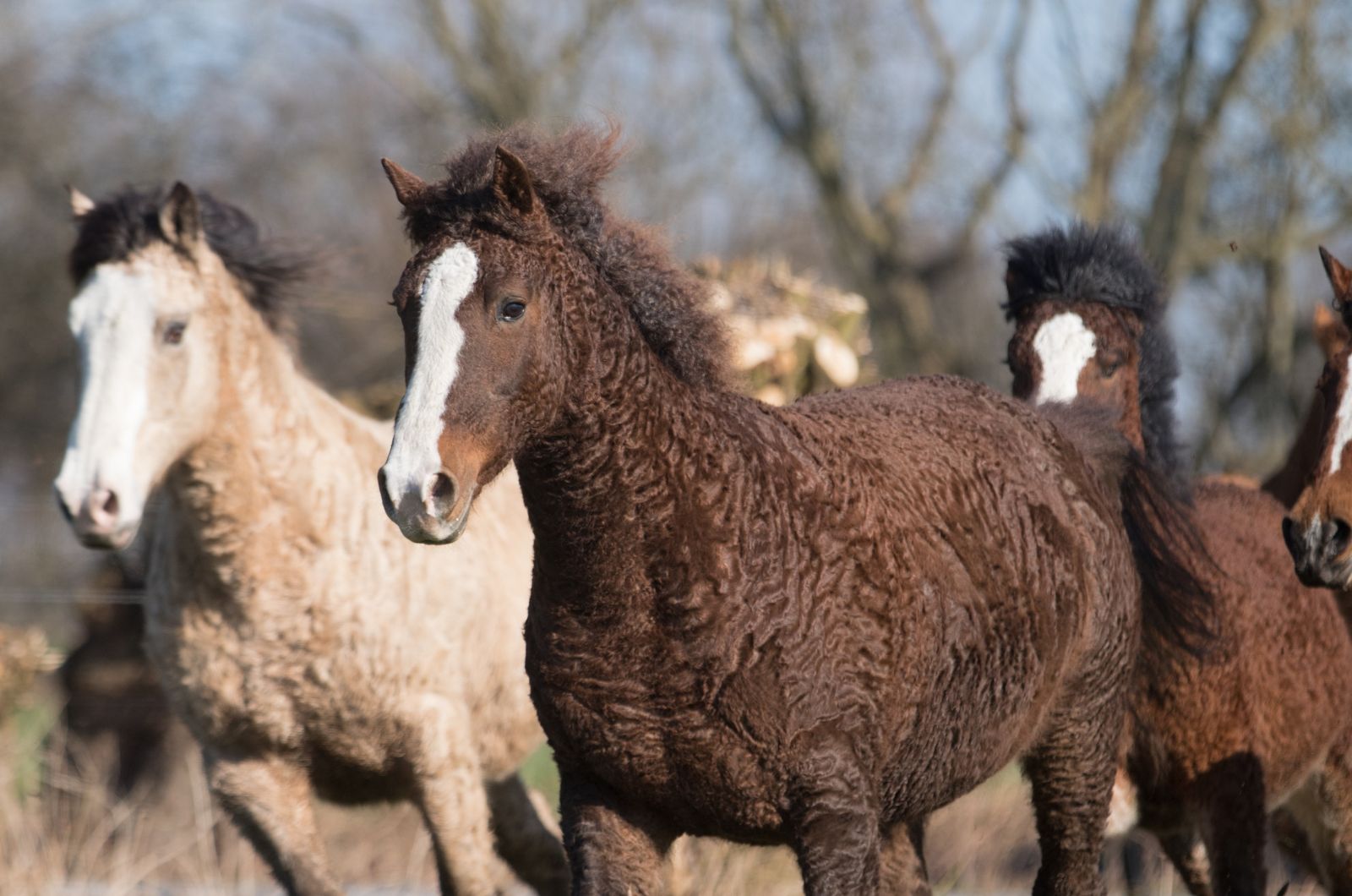 beautiful horses outdoor