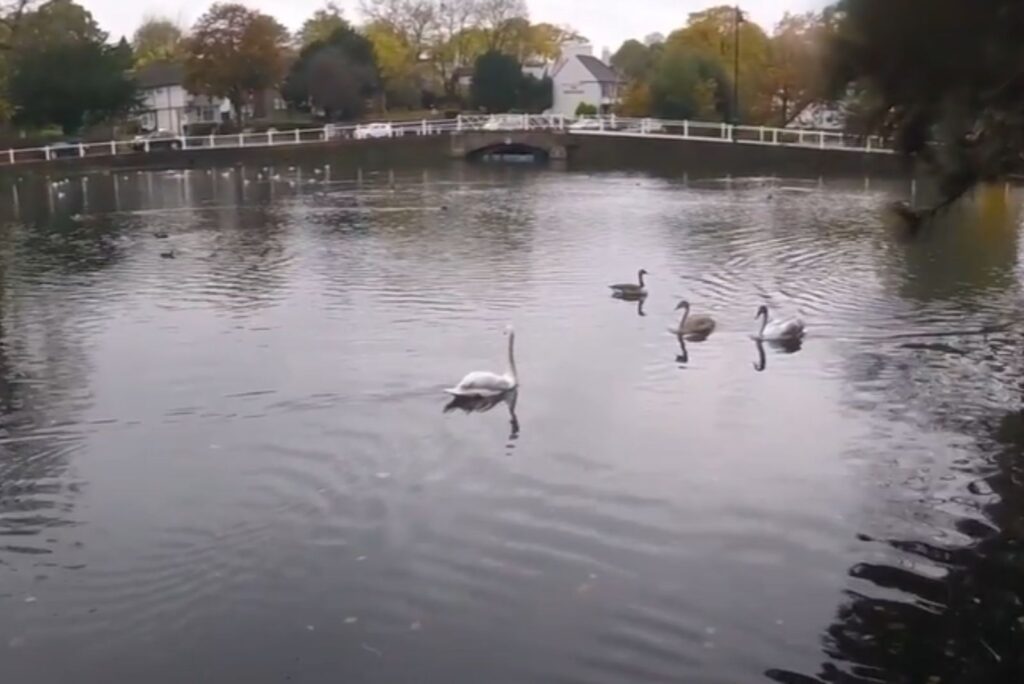 beautiful swans in the water