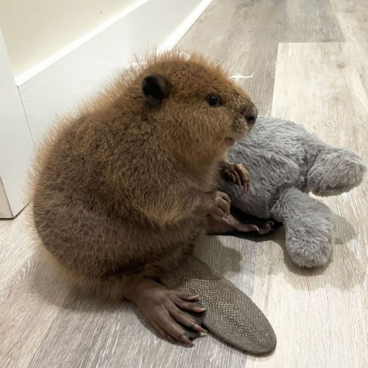 beaver laying down