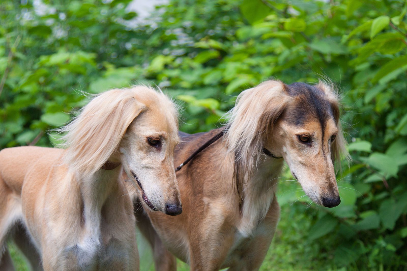 bedouin saluki dogs