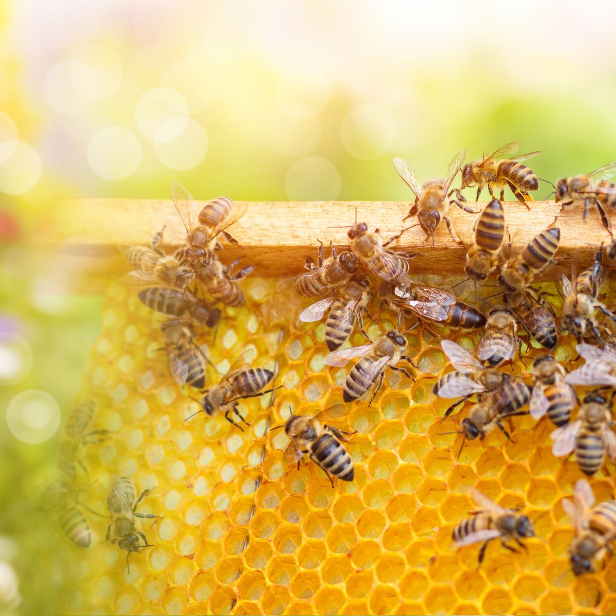 bees making honey