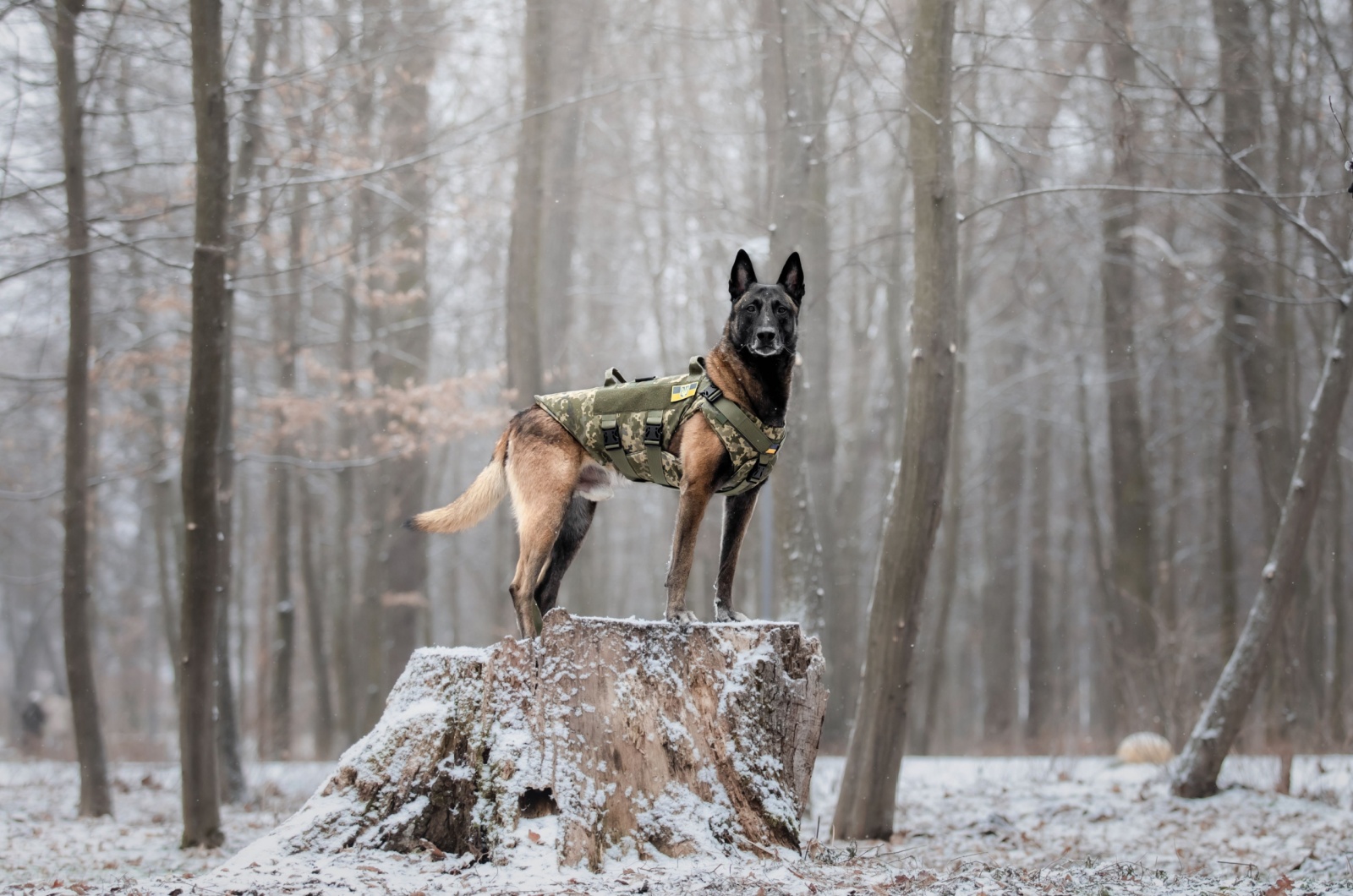 belgian malinois 