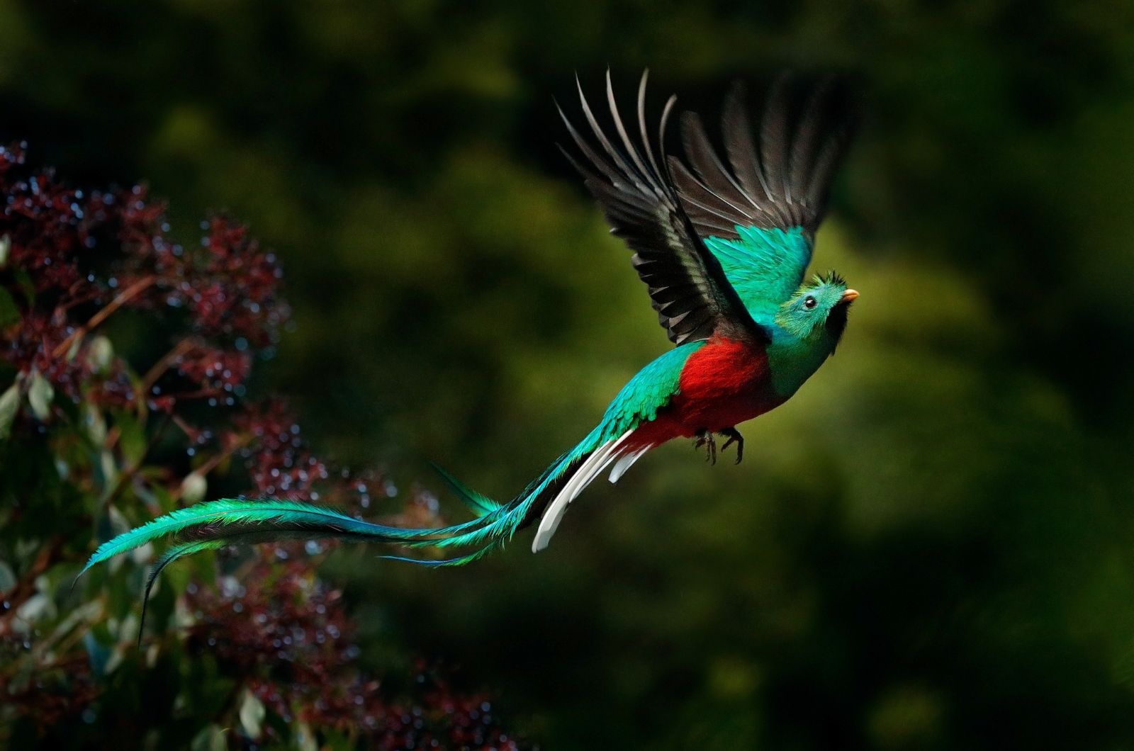 bird with long tail