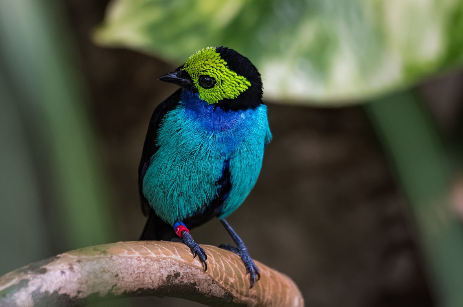 bird with neon face