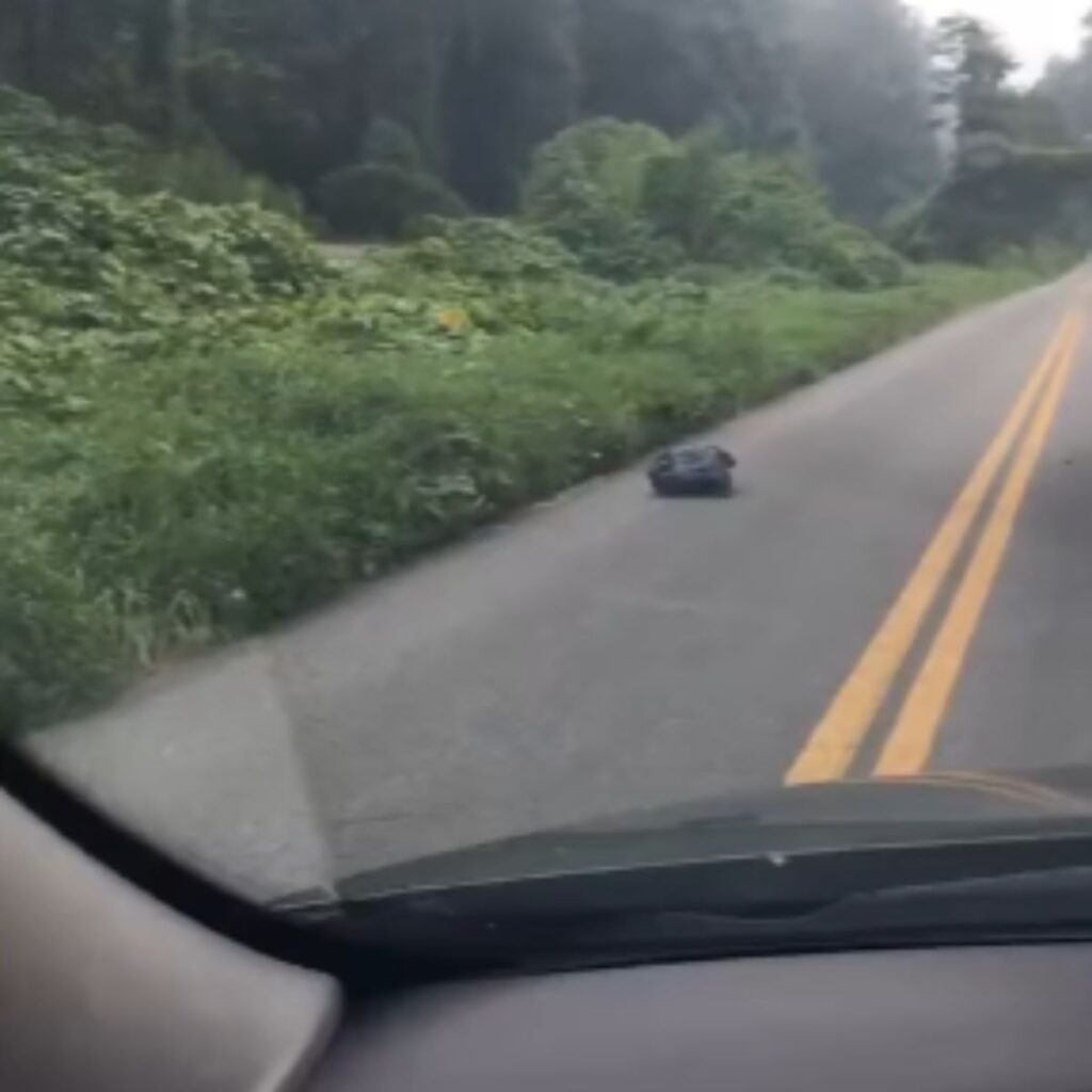 black bag on the road