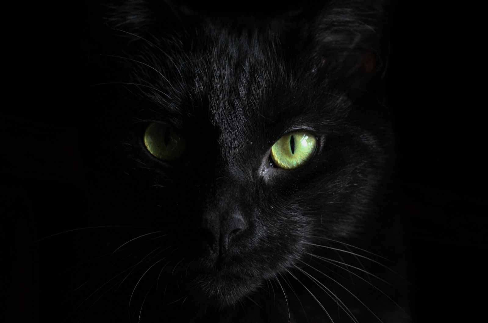 black cat