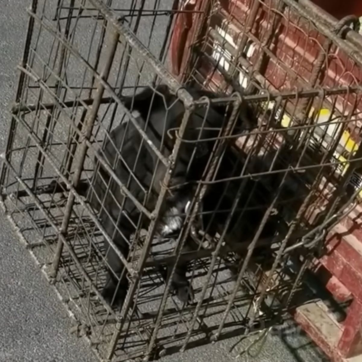 black dog in cage