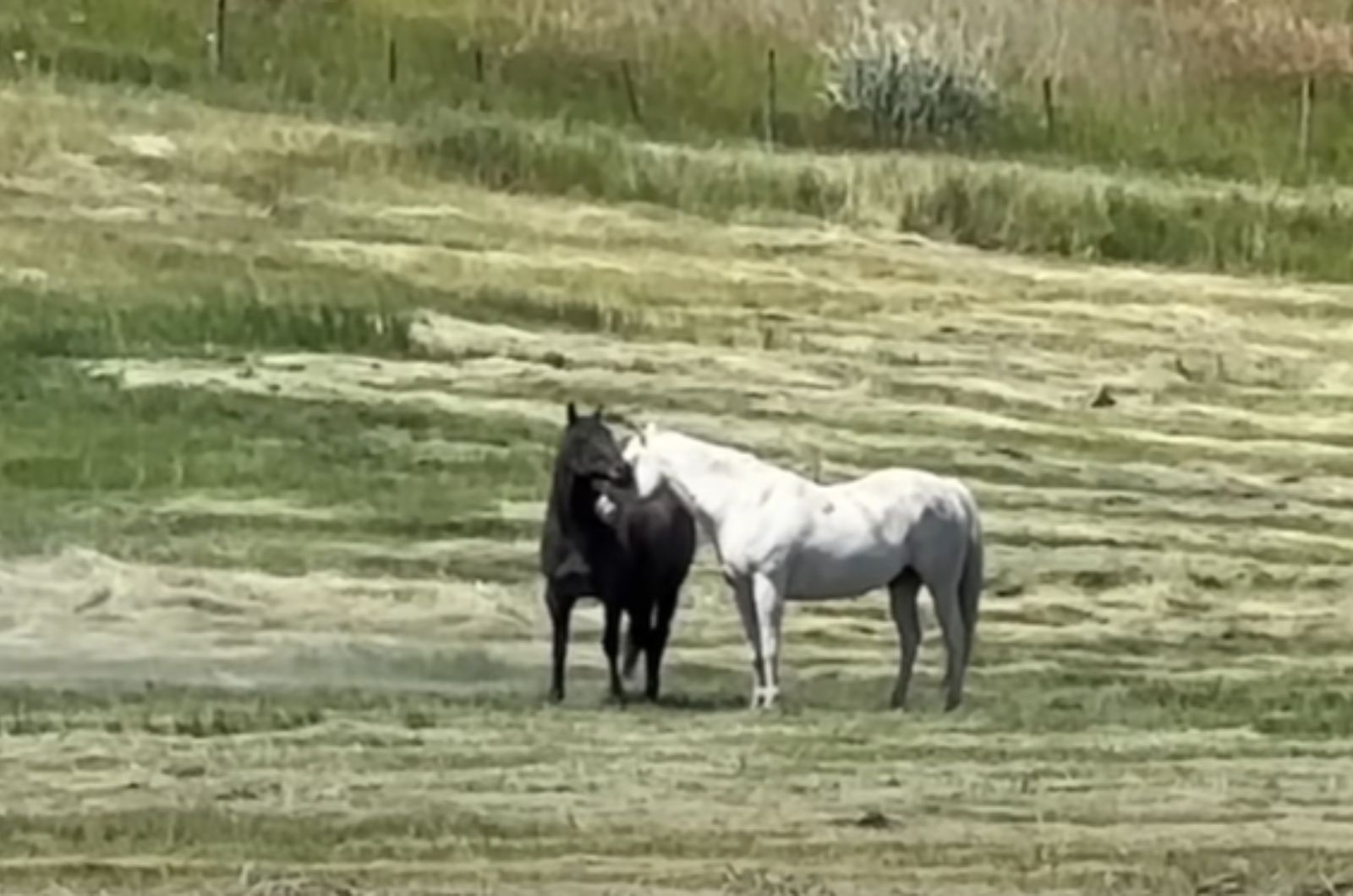 black horse and white horse